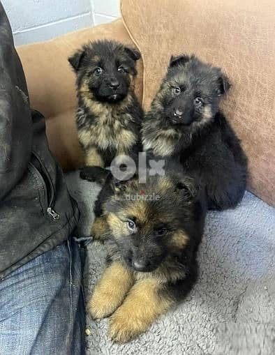 Whatsapp me (+972 55507 4990) German Shepherd Puppies 1