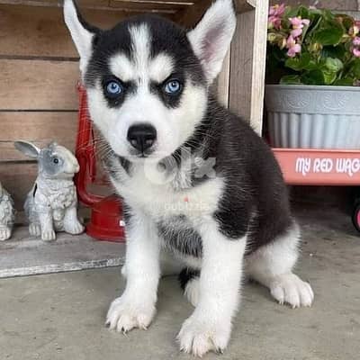 Seberian Husky// Whatsapp +971502618837