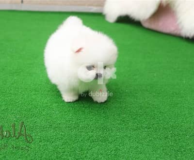 Whatsapp Me +972555074990 Pomeranian Puppies