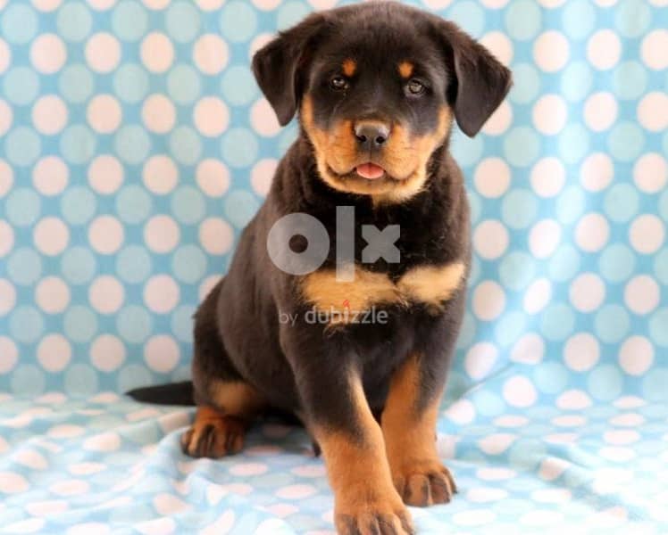 Whatsapp me (+966 57867 9674) Sweet Rottweiler Puppies 1