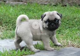 Whatsapp me (+372 5817 6491) Sweet Pug Puppies 0