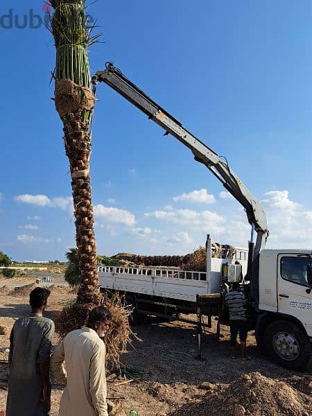 supply and fixing of dates palm 3