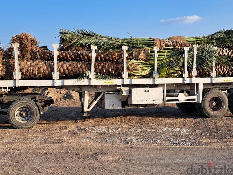 supply and fixing of dates palm 4