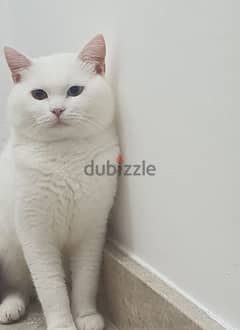 قط ذكر سكوتش للتزاوج Male White Cat for Mating 0