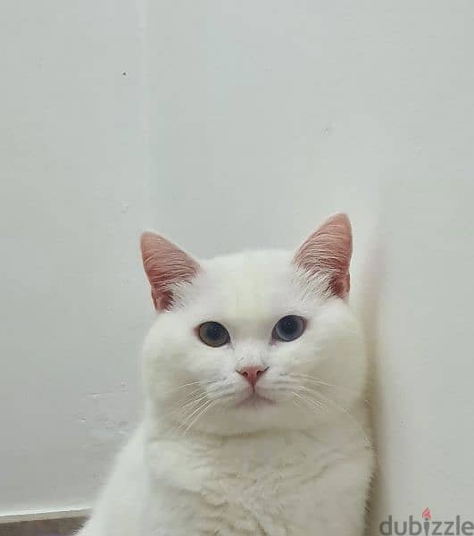 قط ذكر سكوتش للتزاوج Male White Cat for Mating 1