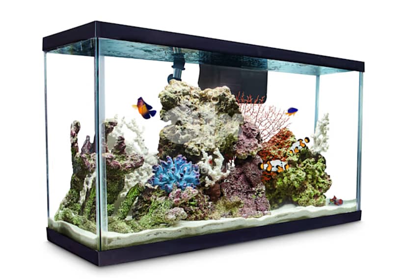 we will make fish tank for beauty of your home 2