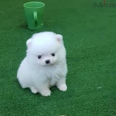 Whatsapp Me (+972 55507 4990) White Pom Puppies