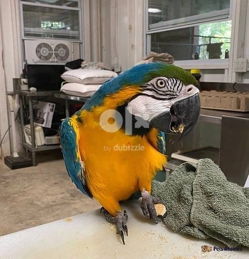 Whatsapp Me +972555074990 Macaw Birds 1