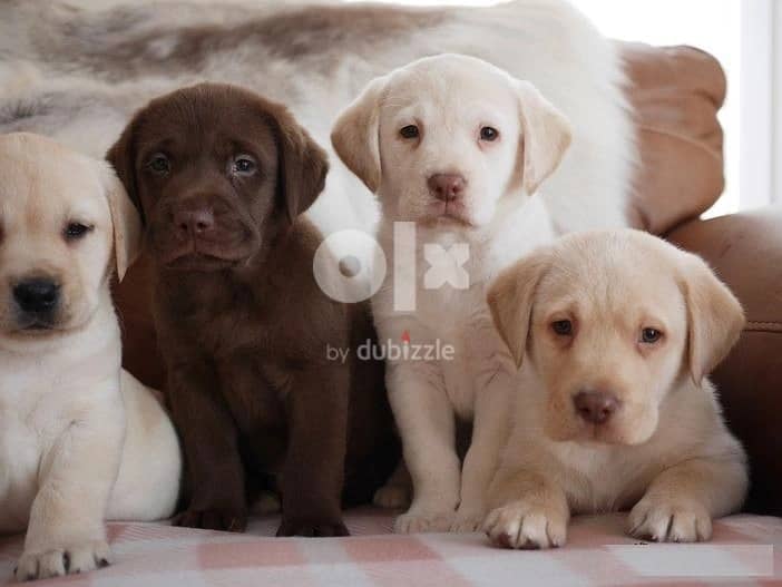 Whatsapp Me +972555074990 Labrador Puppies 1