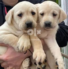 Whatsapp Me +972555074990 Labrador Puppies