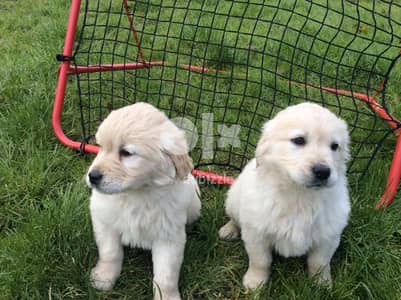 Whatsapp Me +972555074990 Golden Retriever Babies