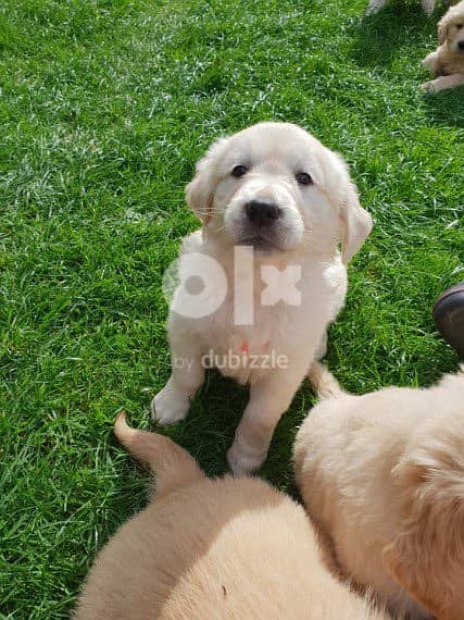 Whatsapp Me +972555074990 Golden Retriever Babies 1