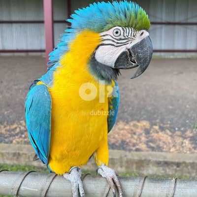 Macaw Parrot // whatsapp +971552543679