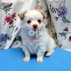 Chihuahua Puppies Whatsapp Me +966588993320 0