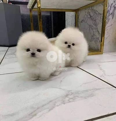 Pomeranian Puppies// whatsapp +971552543679