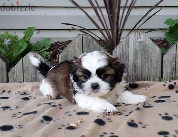 Whatsapp Me +966588993320 Shih Tzu Puppies 0