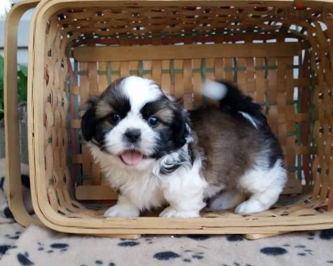 Whatsapp Me +966588993320 Shih Tzu Puppies 1