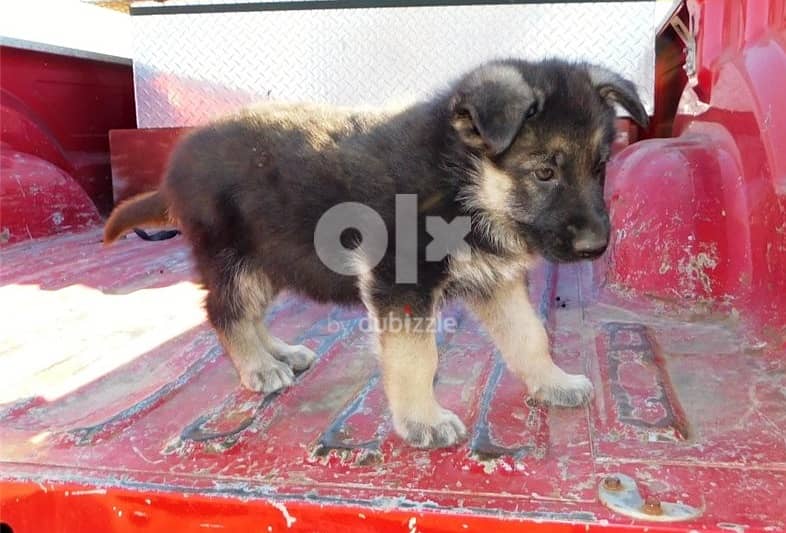 Whatsapp Me +972555074990 German Shepherd Puppies 1