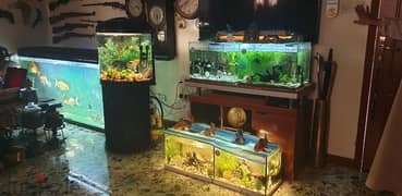 6  fish Tank different size