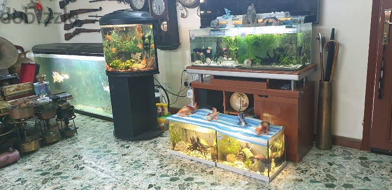 6  fish Tank different size 1