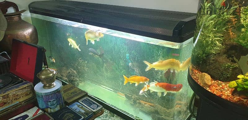 6  fish Tank different size 5