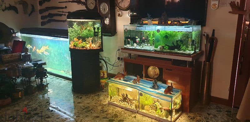 6  fish Tank different size 10