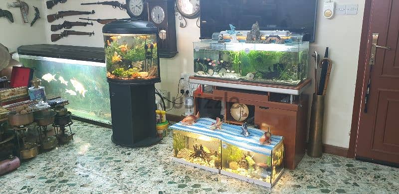 6  fish Tank different size 11