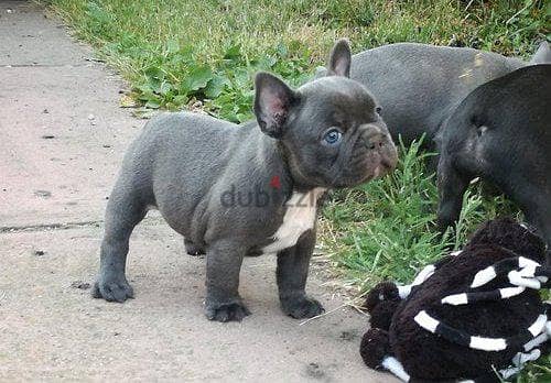 Whatsapp Me +972555074990 French Bulldog Puppies 1