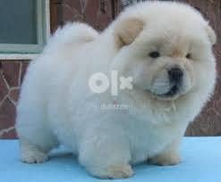 Chow chow puppies //  Whatsapp +966568218820