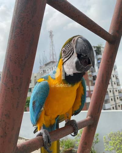 MACAW PARROT // Whatsapp +966568218820