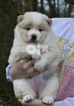Whatsapp me (+372 5639 0026) Chow Chow Puppies