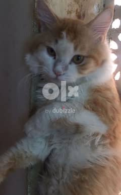 Only Matting male cat perfect for mating Delevery Possible 0