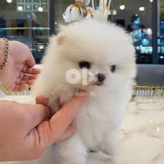 Female Pomeranian for sale. . WhatsApp ‪+1,(484) 718,‑,9164‬