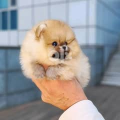 WhatsApp ‪+1,(909) 315,‑,3853 . Male  Pomeranian for sale