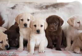 Whatsapp Me (+972 55507 4990) Cute Labrador Puppies