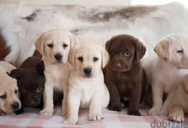 Labrador Puppies Whatsapp Me (+972 55507 4990)