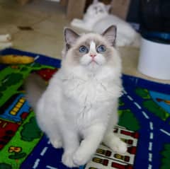 Whatsapp Me +966588993320 Lovely Ragdoll Kittens