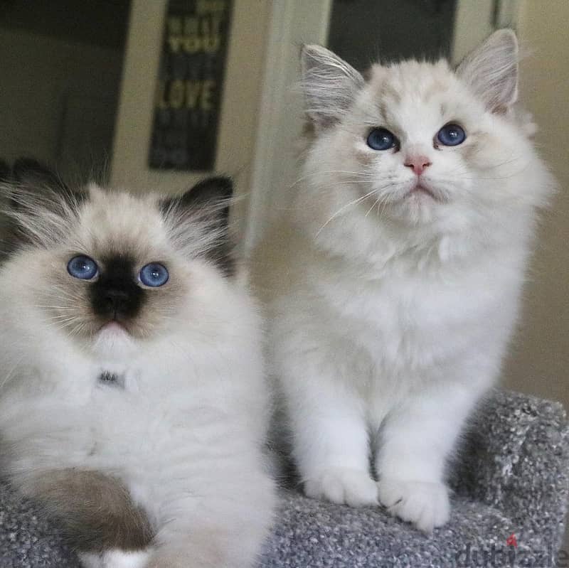 Whatsapp Me +966588993320 Lovely Ragdoll Kittens 1