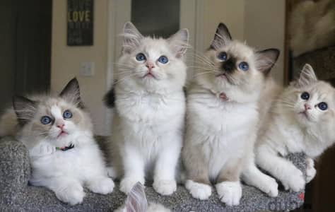 Whatsapp Me +966588993320 Ragdoll Kittens