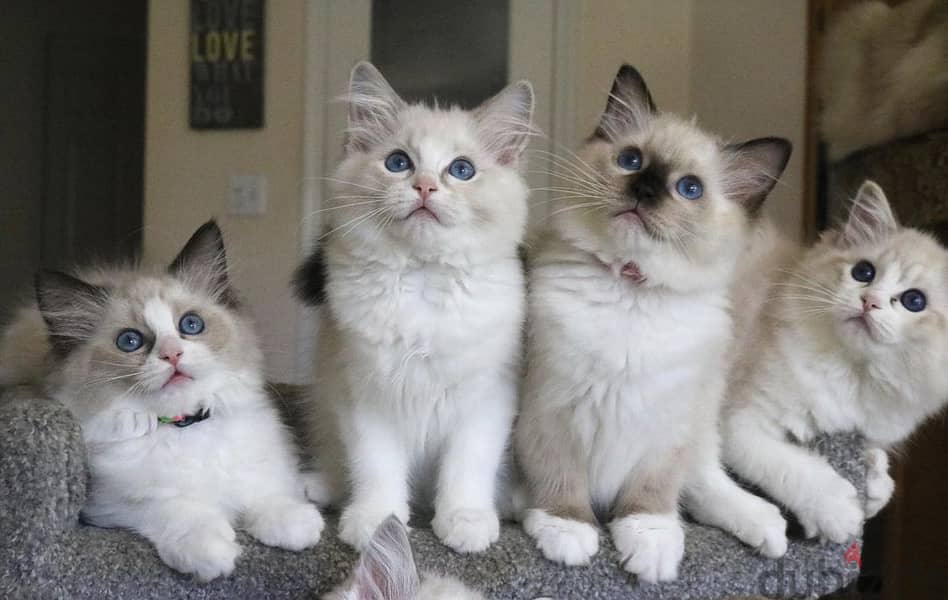 Whatsapp Me +966588993320 Ragdoll Kittens 0