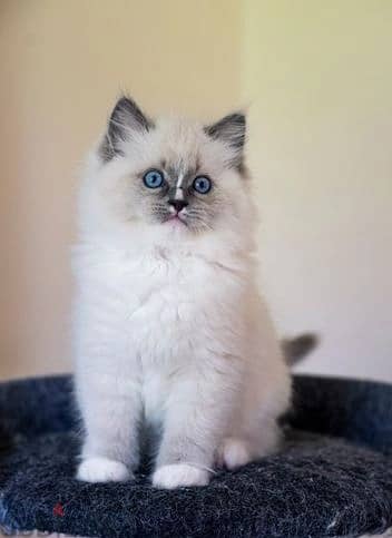 Whatsapp Me +966588993320 Ragdoll Kittens 1