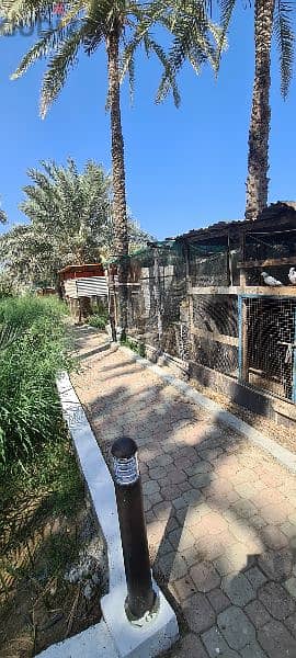 للايجار استراحة السندية بولاية السيب Sendya Farm for rent in Al Seeb 7