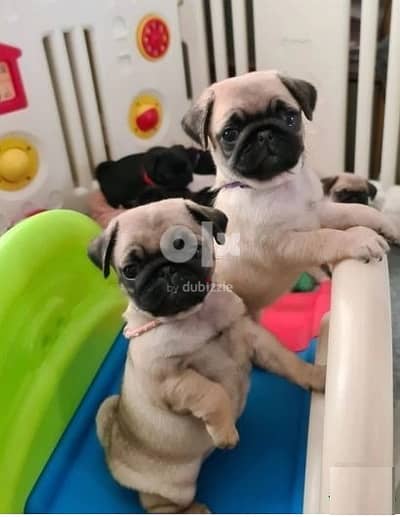 Whatsapp Me +966583921348 Pug Puppies Available