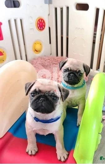 Whatsapp Me +966583921348 Pug Puppies Available 1