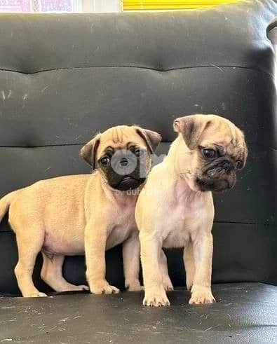 Whatsapp Me +966583921348 Healthy Pug Puppies