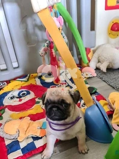 Whatsapp Me +966583921348 Healthy Pug Puppies 1