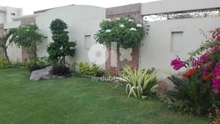 Plants and Tree cutting Garden maintance+cleaning service