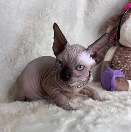 Whatsapp Me +972555074990 Sphynx Cats Ready Now 0