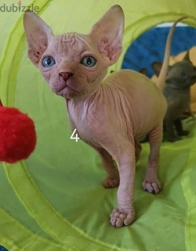 Whatsapp Me +972555074990 Sphynx Cats Ready Now 1