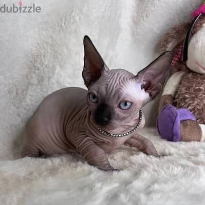 Whatsapp Me +972555074990 Sphynx Kittens